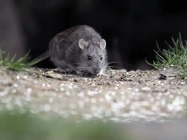 La víctima vivía en un paraje rural.
