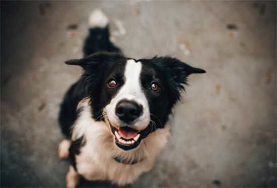 Lanzan la primera plataforma online de adopción de perros de Argentina