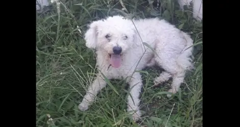 Perrito con collar encontrado