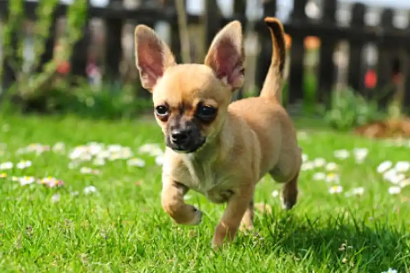 Video: bomberos rescataron a un perro que había caído en un pozo