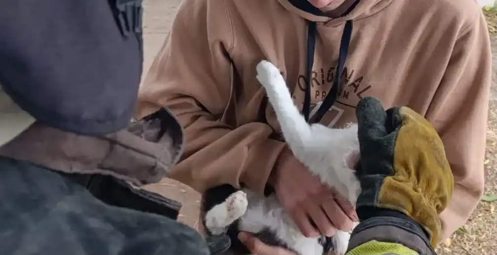 Otra vez, los Bomberos al rescate: salvaron a un gato atrapado en la copa de un árbol en Rafaela