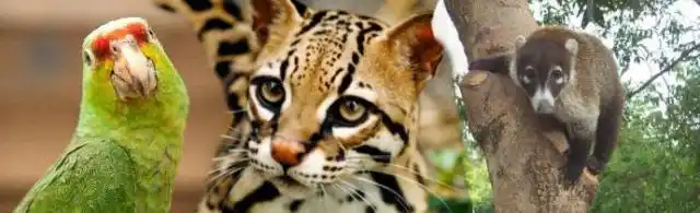 El mejor lugar para la fauna silvestre es su propio hogar