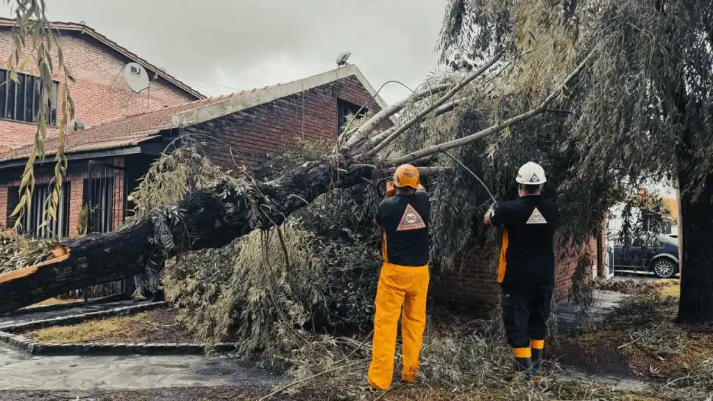 Árbol caído en Mar del Plata