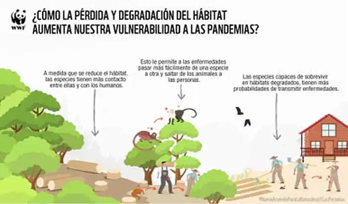 Los animales de bosque,  en el bosque