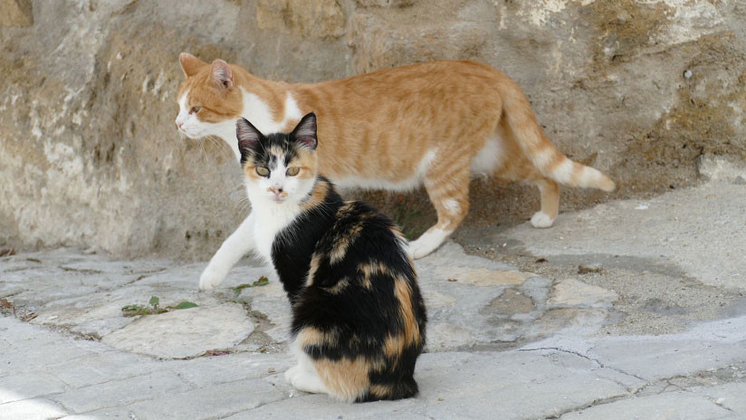 Cuatro gatitos se le plantaron a una cobra y la echaron a patadas de su hogar