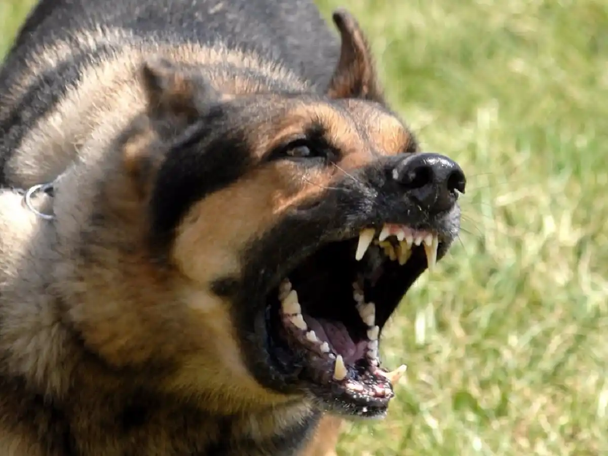 Legislación sobre perros peligrosos