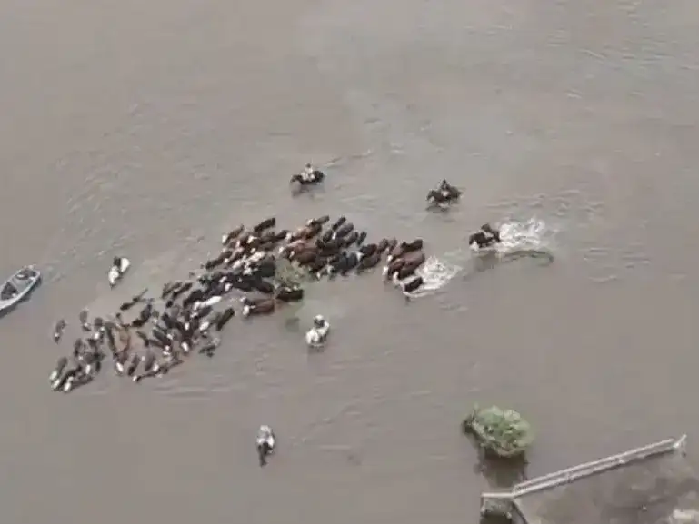 El desborde del arroyo Golondrina obligó a trasladar hacienda de urgencia en La Gallareta. Foto: Captura de pantalla