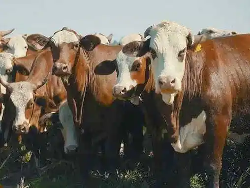 Argentina, atenta al impacto 
del clima en el Chaco paraguayo
