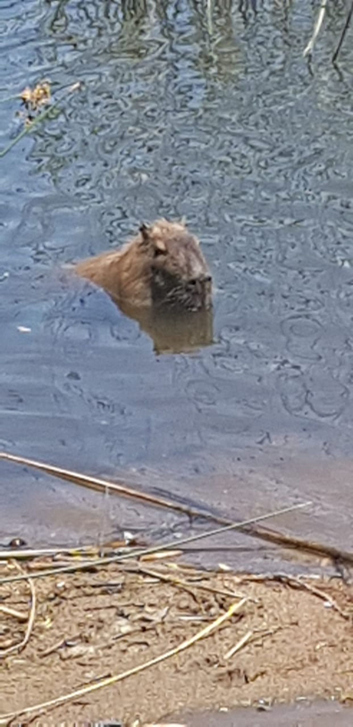 Vecinos sorprendidos al detectar un carpincho en el Dique