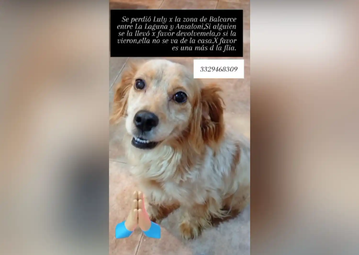 Perra perdida: dueña busca a Luly