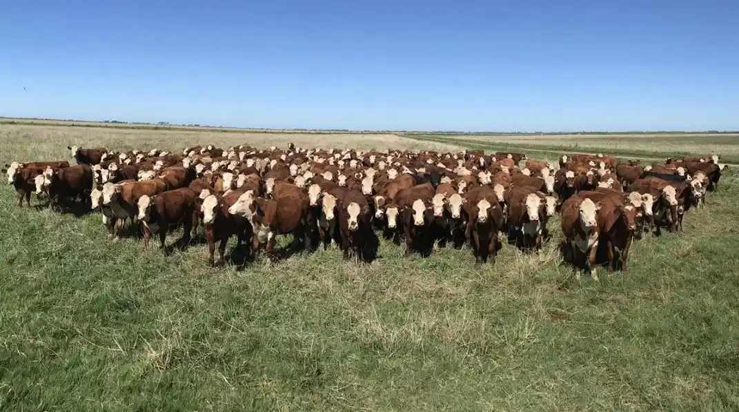 Denunciaron el robo de más de 800 cabezas de ganado en una estancia del sur entrerriano