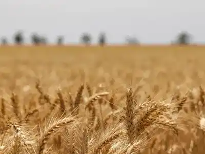 El trigo consolida rendimientos y avanza la siembra de soja en el centro norte santafesino