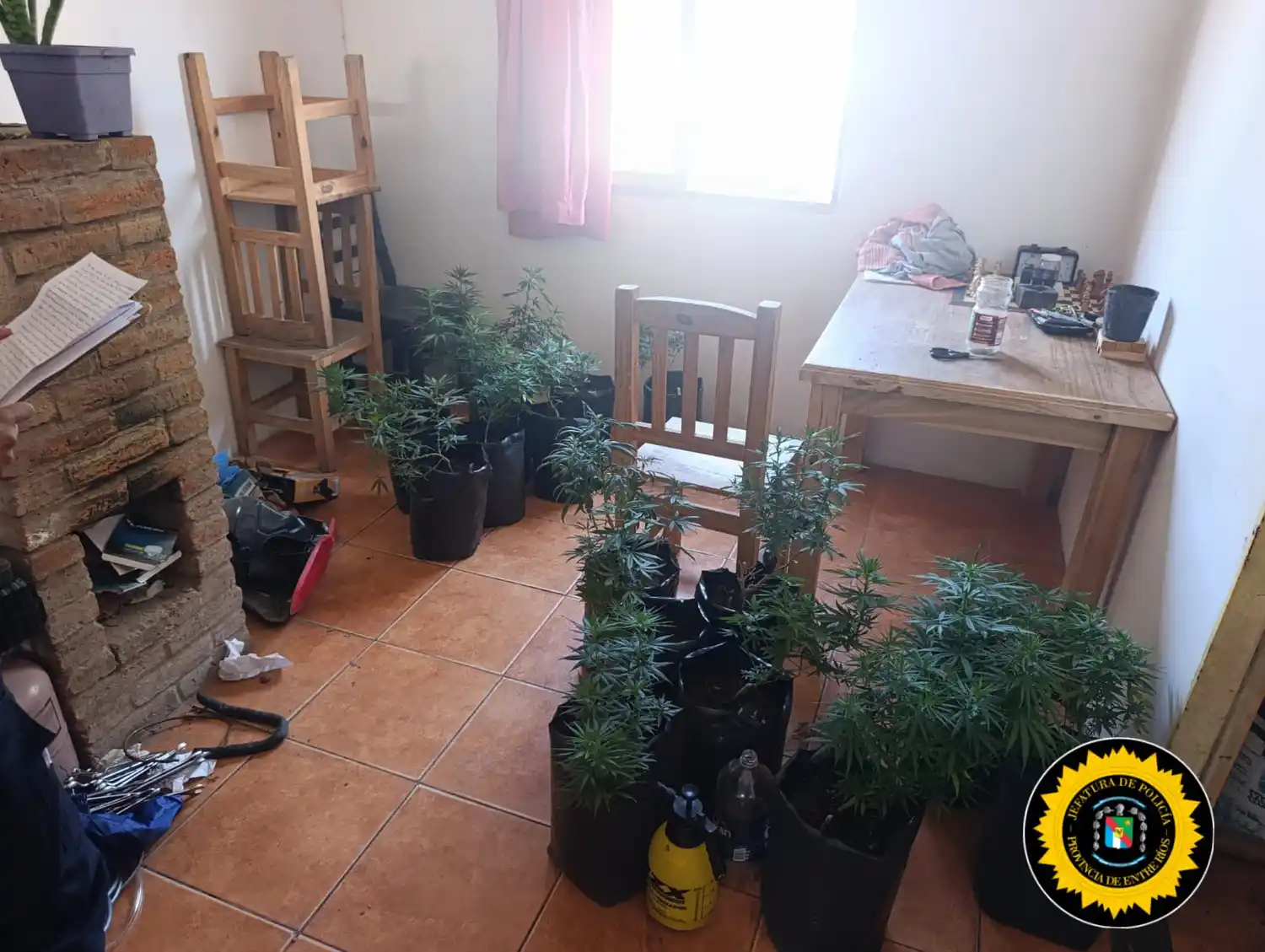 Allanamiento positivo en Victoria: secuestro de celulares y hallazgo de plantas de cannabis