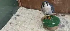 Un Halcón Peregrino fue rescatado y devuelto a su hábitat