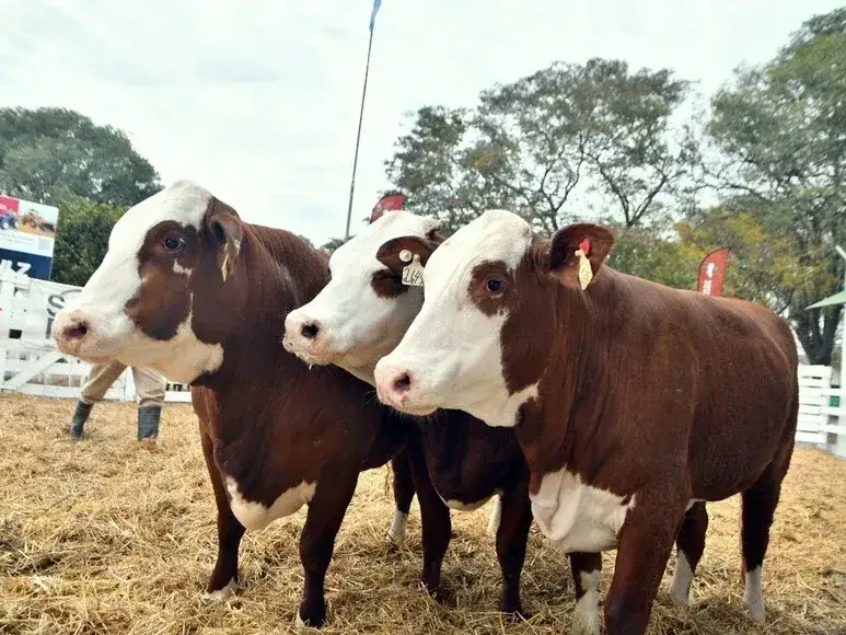 vacas