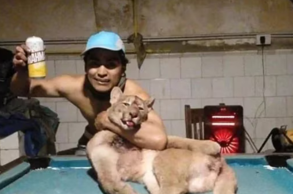 Un cazador mató a un puma en Corrientes y ahora enfrenta cargos judiciales