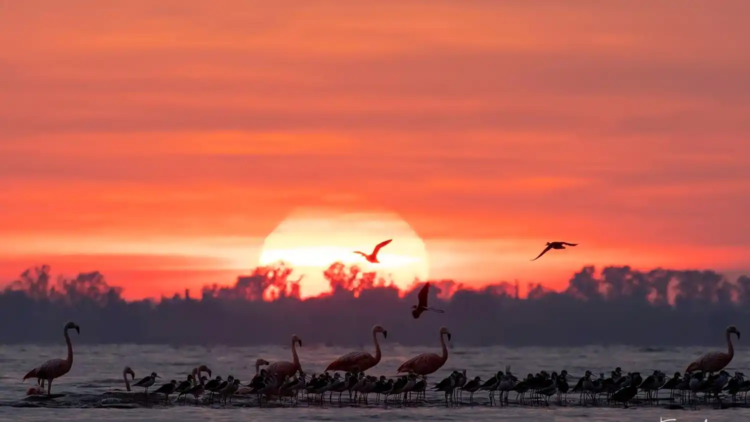 Festival Migratorio de Ansenuza invita a celebrar la biodiversidad del humedal