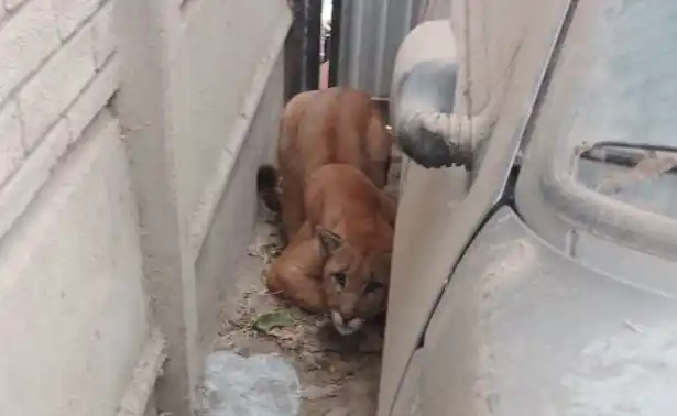 puma fernandez