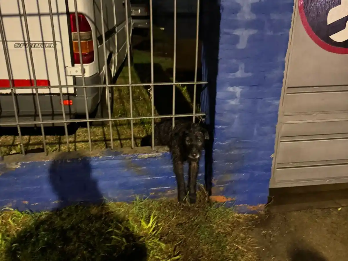 El perro fue liberado por bomberos.