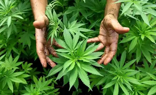 Inédito fallo permitirá a una mamá salteña cultivar cannabis medicinal