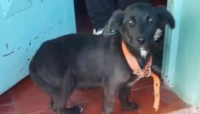 Perro encontrado en Chacabuco 945