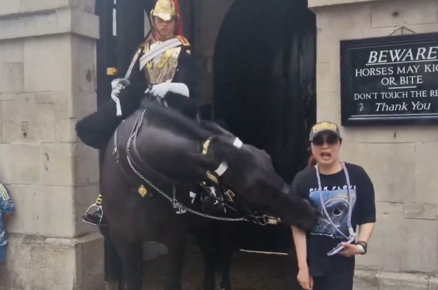 Turista mordida por un caballo