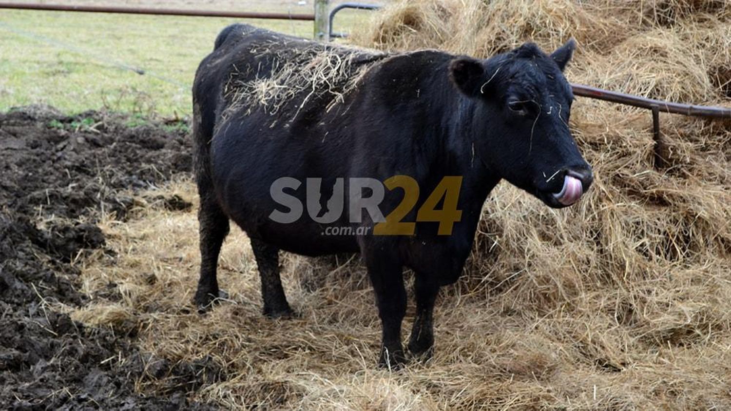 Elortondo: roban una vaca preñada de 450 kilos