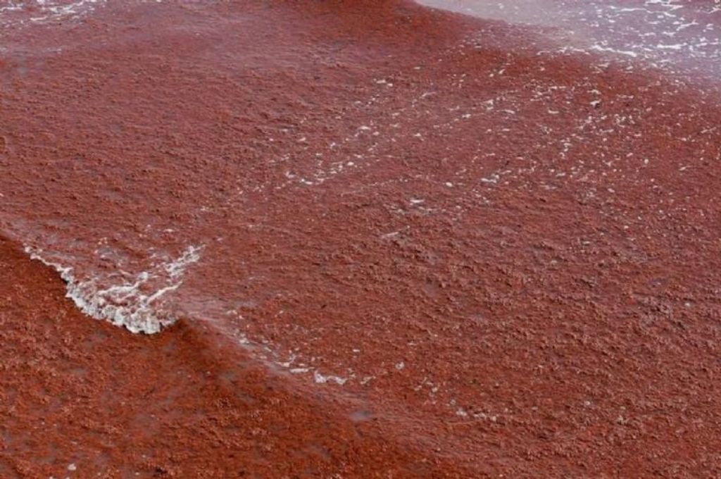 La presencia del alga no representa un riesgo para la salud humana.