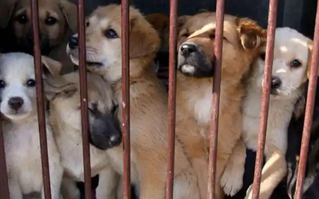 Reclaman la prohíbición de venta de mascotas en internet