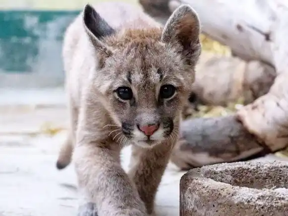 Mató a un cachorro de puma y lo subió a redes