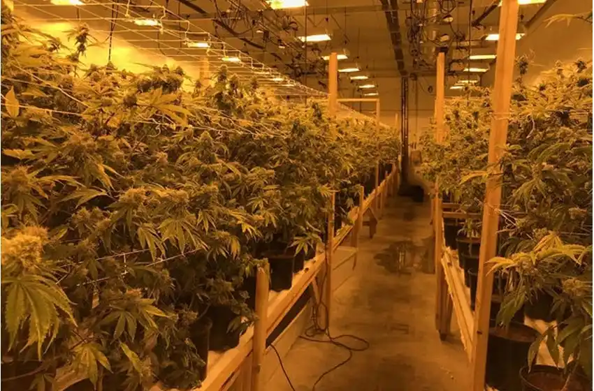 Descubren un «bosque prohibido» de 35 mil plantas de marihuana