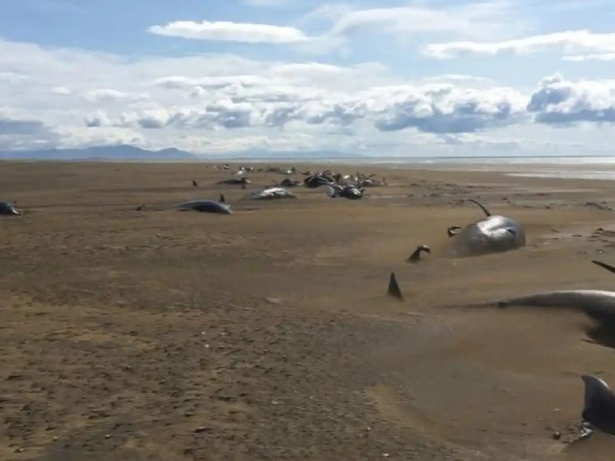 Desolador: encontraron más de 50 ballenas muertas en la costa