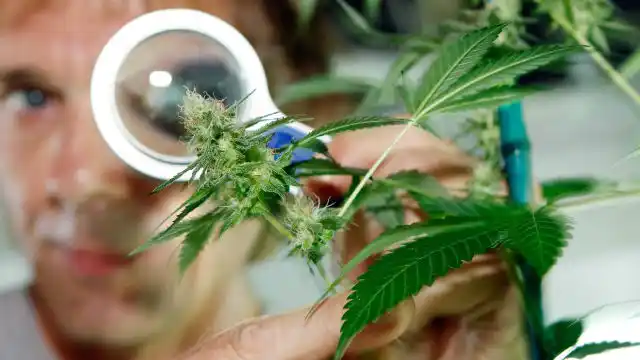 Comienza el debate del uso de la marihuana medicinal en Entre Ríos