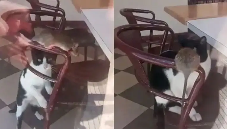 Filmaron a un gato tratando de atrapar a una rata gigante en heladería: la insólita defensa de los dueños del local