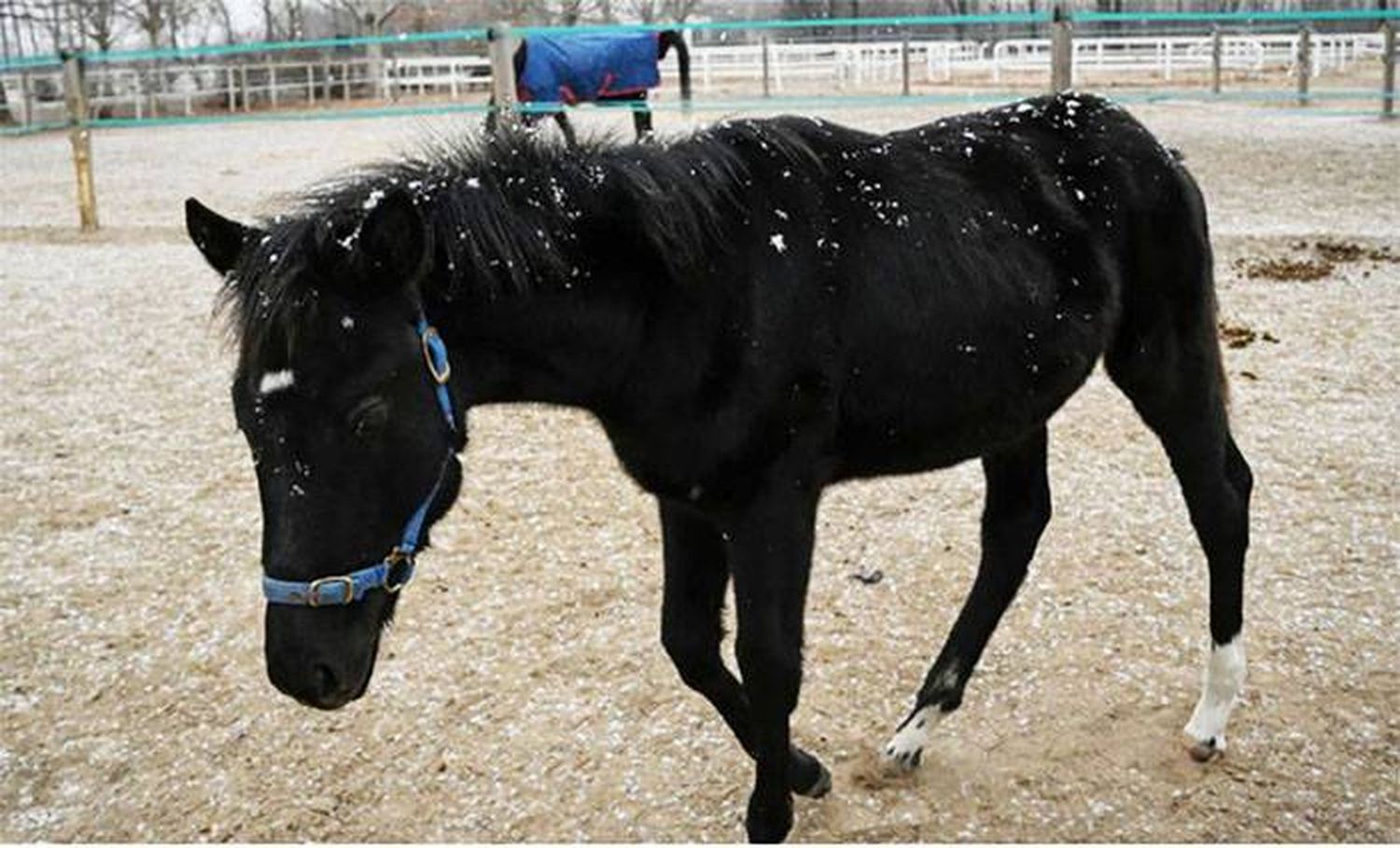 Presentaron el primer caballo clonado  para deportes  ecuestres en China