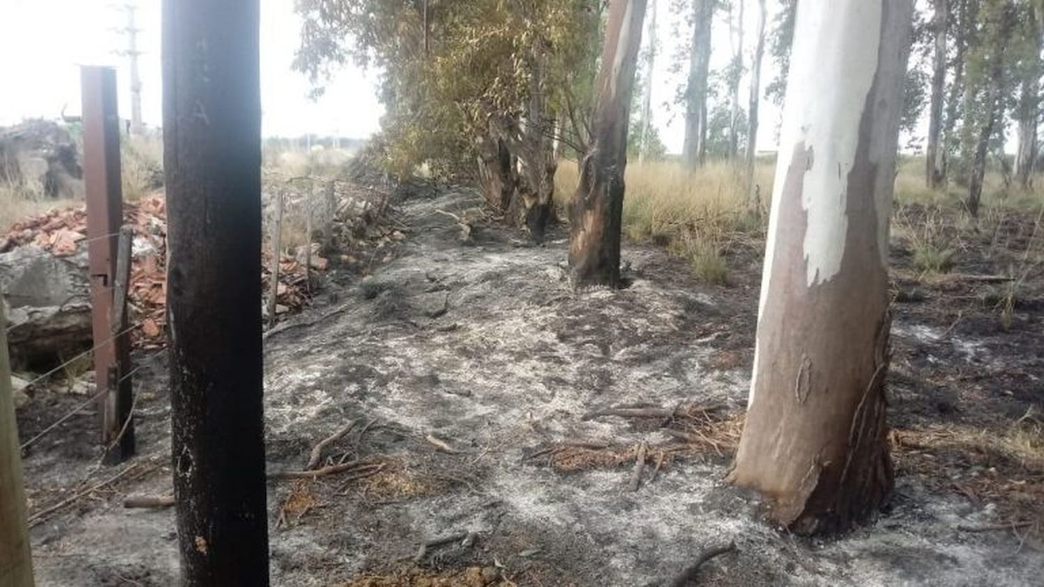 Buenos Aires: detienen a un hombre por talar árboles y causar un incendio