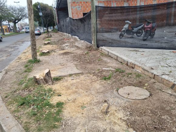 Árboles talados: labraron infracciones pero el daño es irreversible (video)