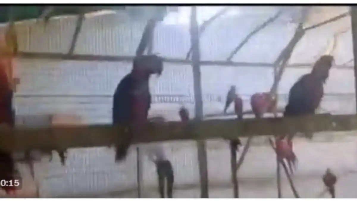 AVES EN CAUTIVERIO: Ministerio Público investiga presunto contrabando de fauna silvestre (VIDEO)