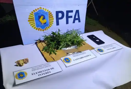 Los efectivos secuestraron una planta de cannabis sativa y otros elementos de interés para la causa.
