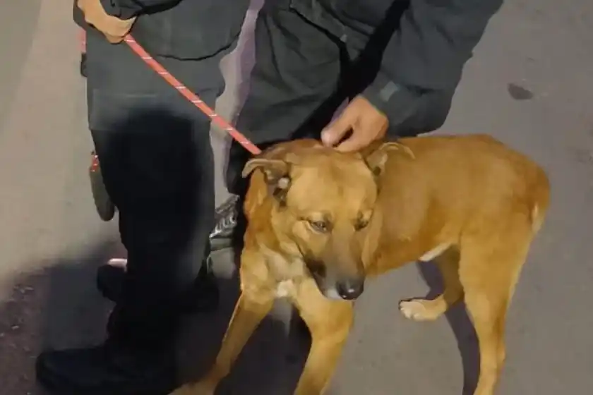 Perro rescatado.