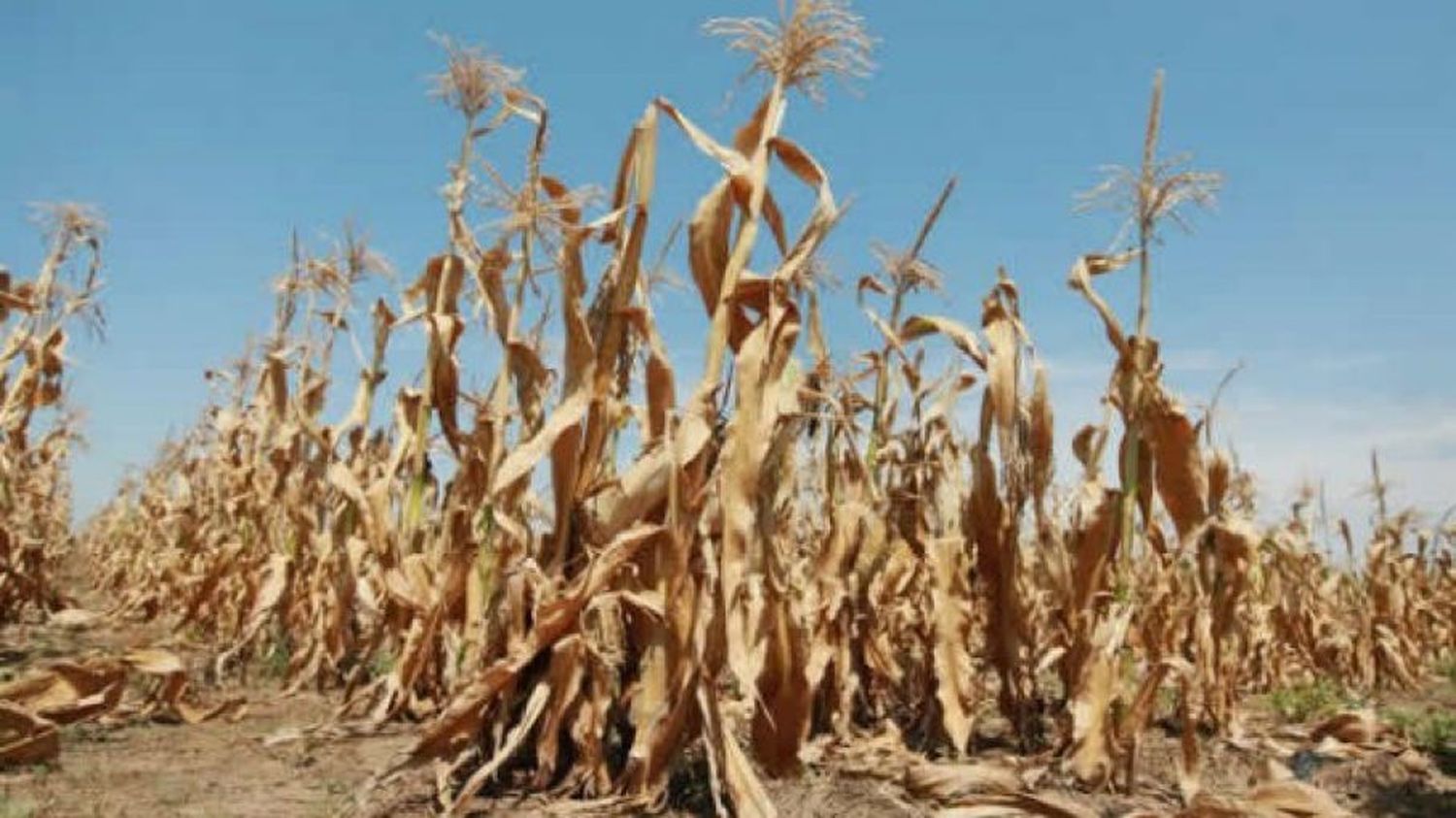 Sequía: Declaran otros once municipios bonaerenses en emergencia agropecuaria