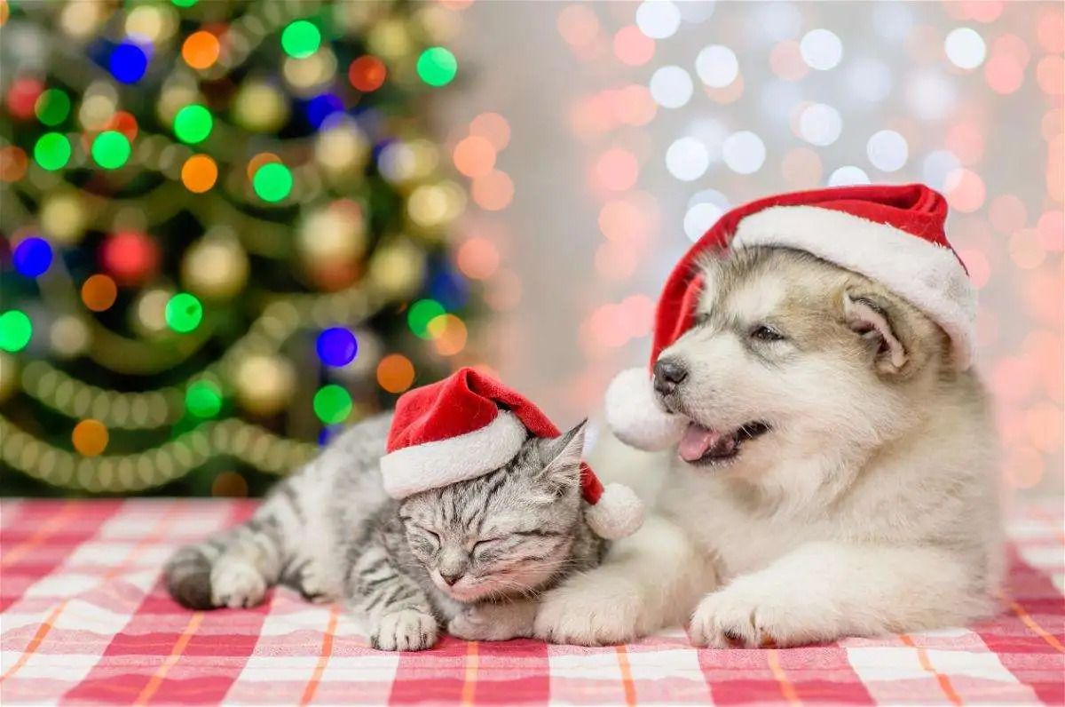 mascotas navidad - 1