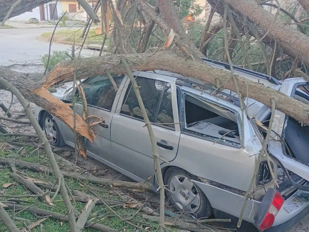 Auto aplastado por un árbol