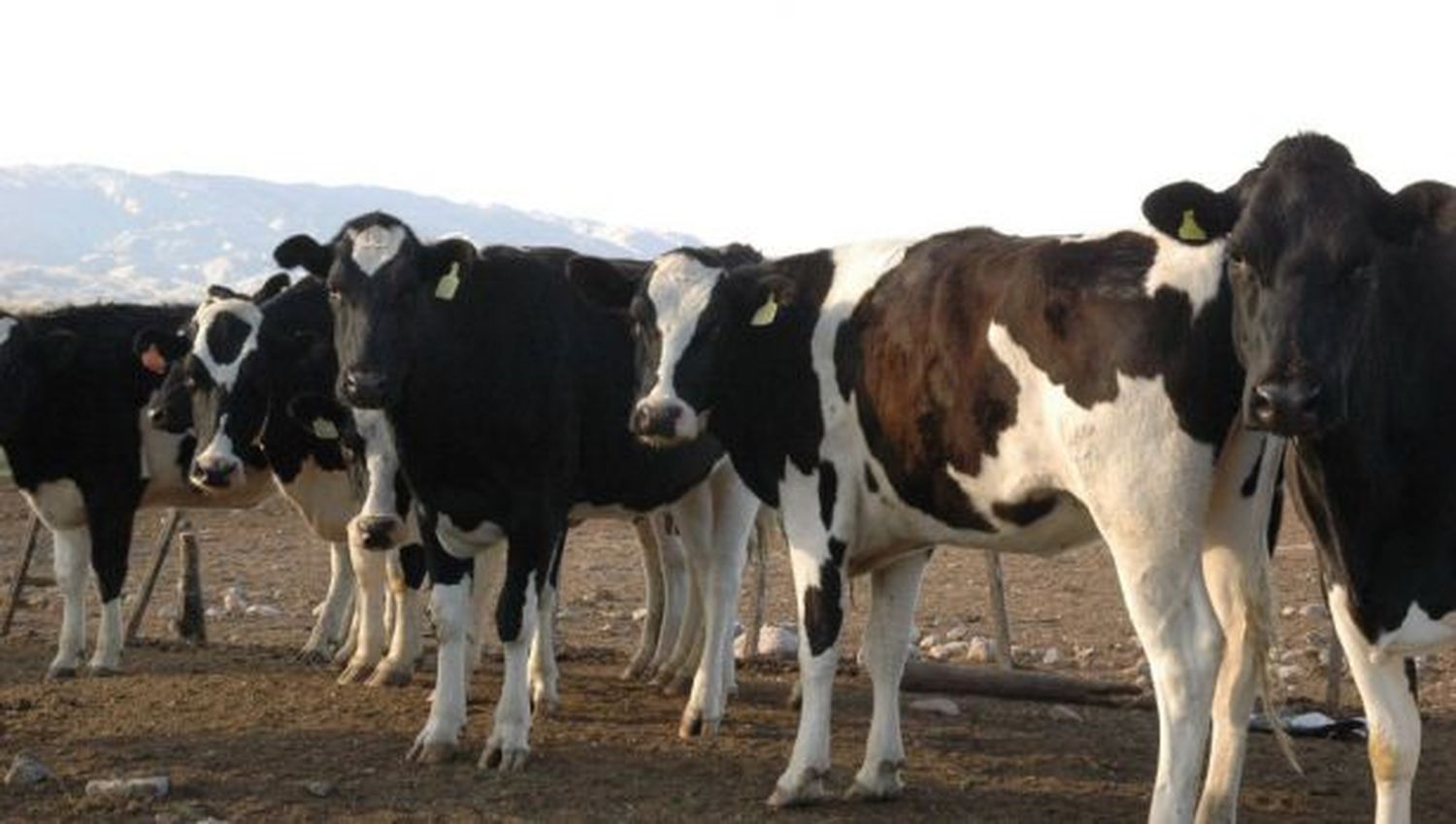 Primer encuentro del año de la Comisión Provincial de Sanidad Animal