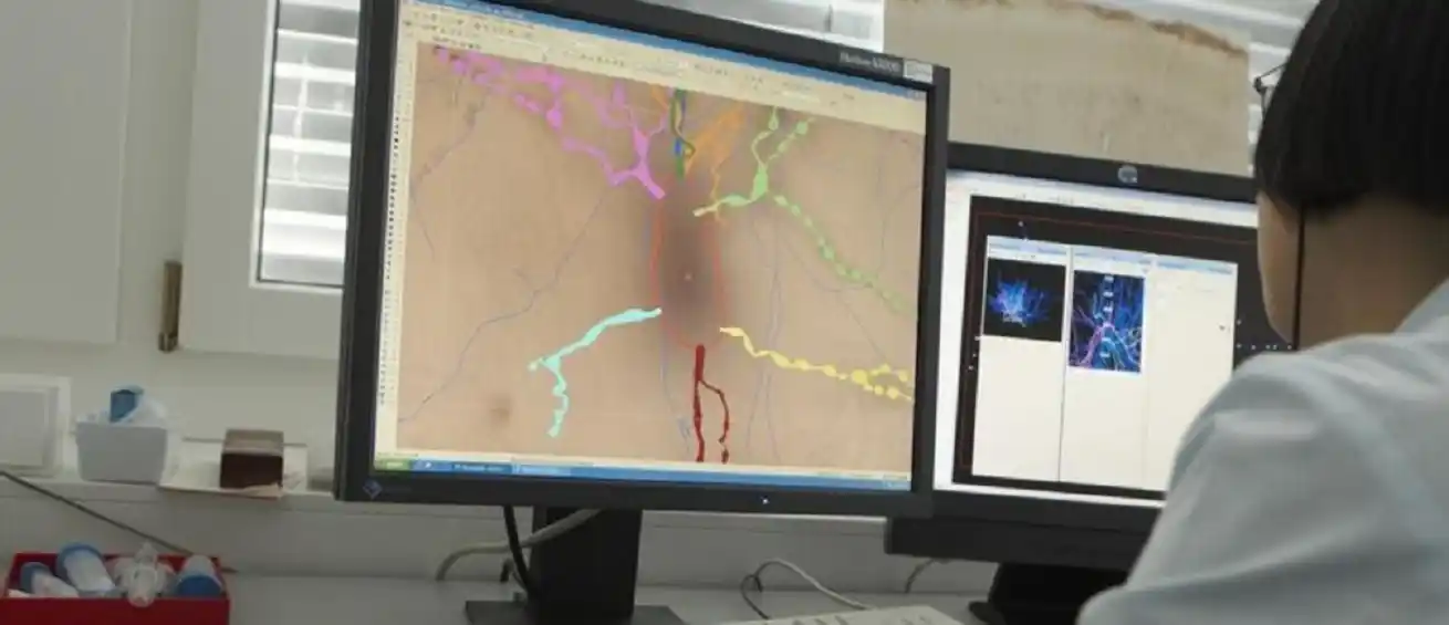 Somos capaces de crear nuevas neuronas a cualquier edad con un sencillo ejercicio