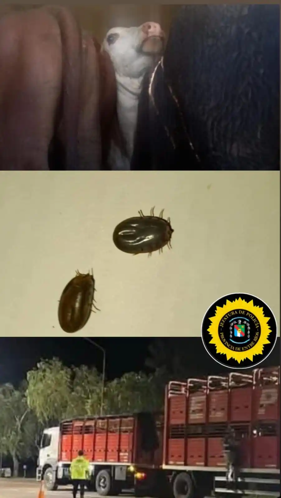 Intensos Operativos de Control en Rutas Entrerrianas: Secuestros de Vehículos, Procedimientos Ambientales y Detenciones