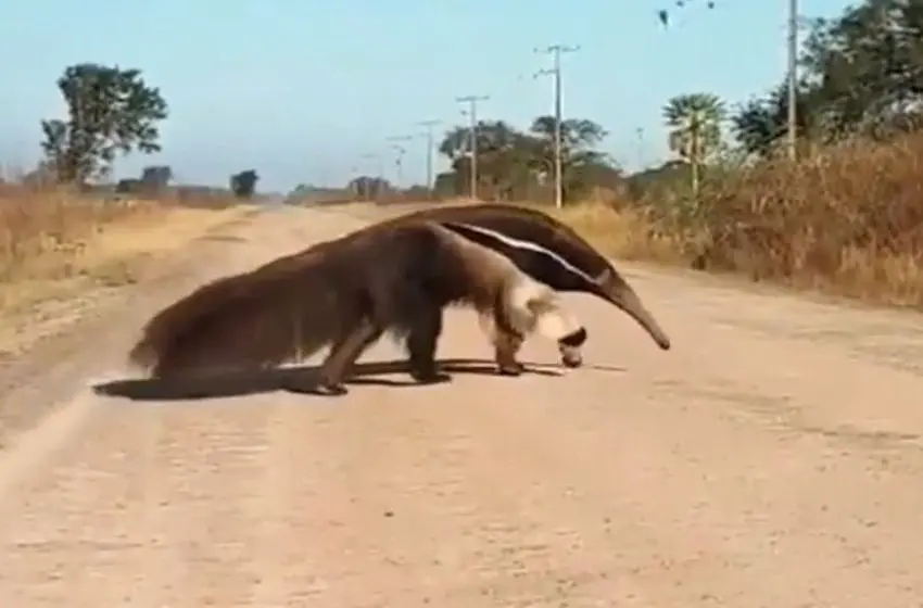 El extraordinario oso hormiguero que apareció en el norte santafecino