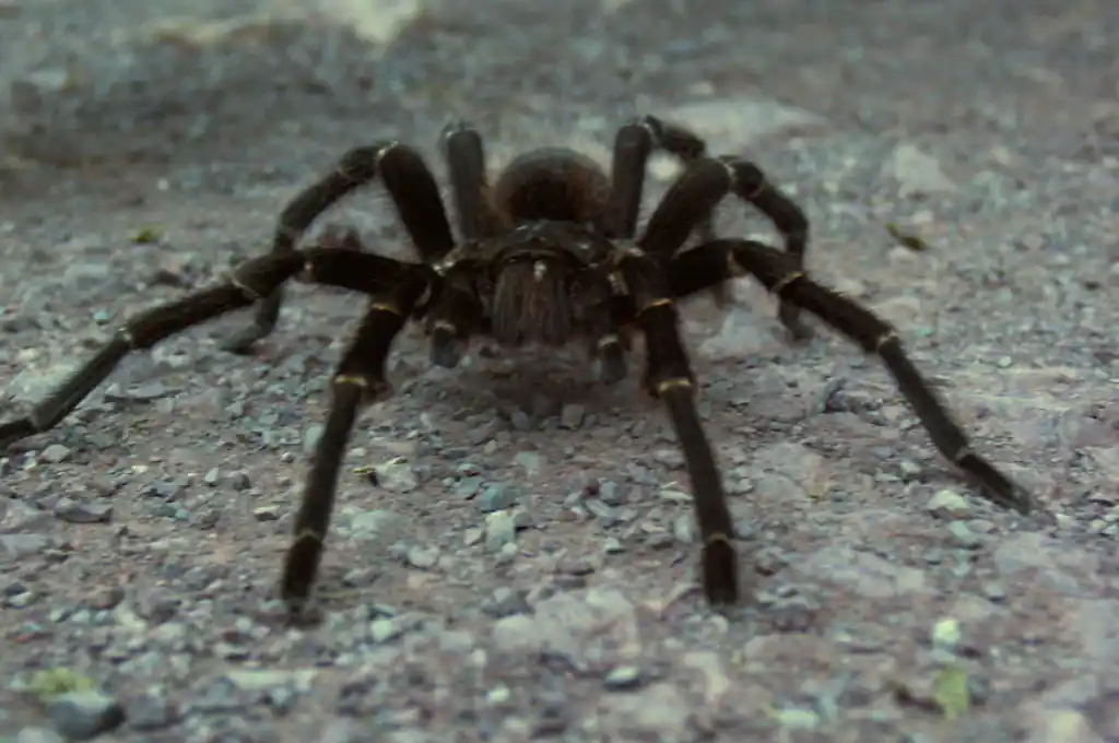 El animal cruzaba la Carretera Estatal 190, en el Valle de la Muerte