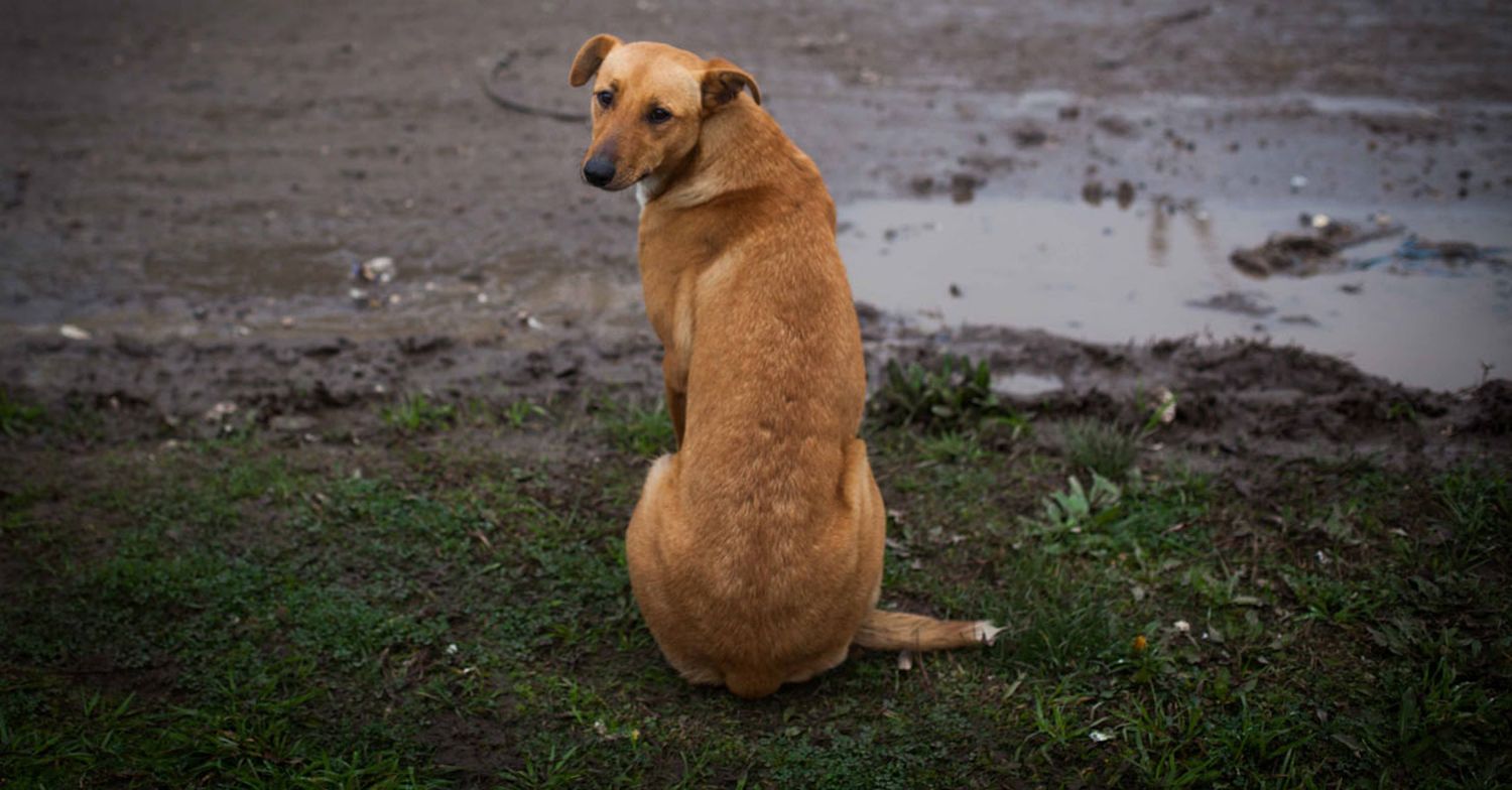 Zoonosis realiza 14 mil castraciones por año