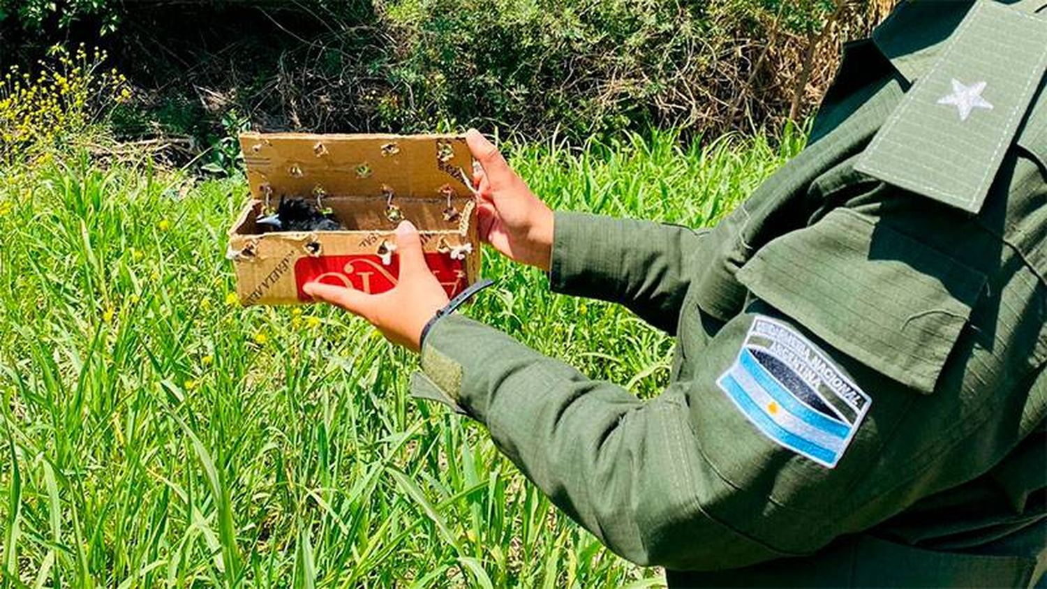 Transportaba aves autóctonas ocultas en el torpedo de un automóvil en Entre Ríos